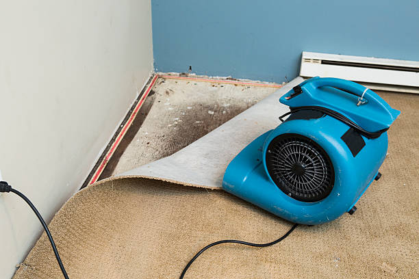 Best Mold removal after water damage  in Eyota, MN